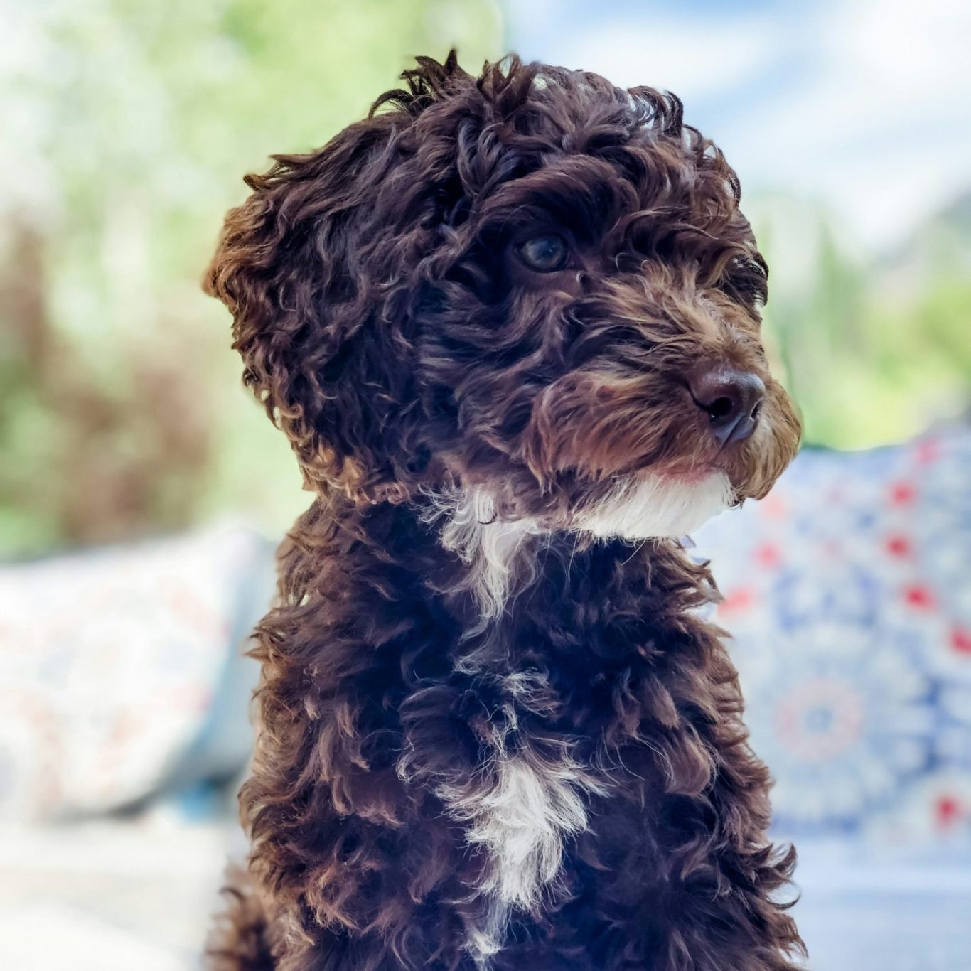 A young chocolate brown Cockapoo with a white neck and chest sits and stares to the right.