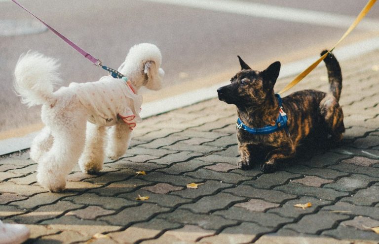 A white miniature poodle stands up while on lead looking straight at a small brown mongrel who lies down but ready to jump up inches away.