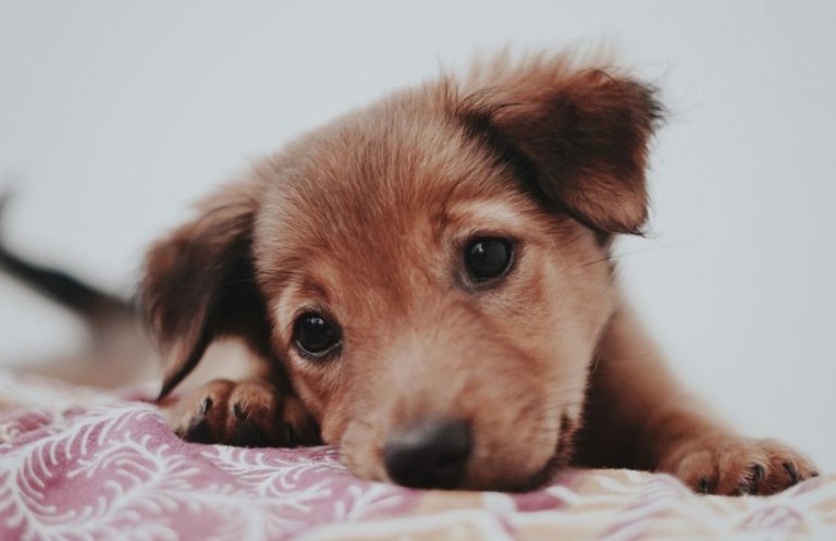 A young fawn coloured puppy lies on a blanket and subtly mouthes it facing the camera.