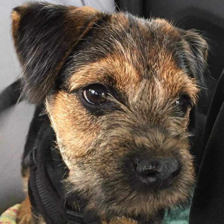 A client photo of a young border terrier puppy standing on a blanket with a black harness on, looking to the right of the camera.