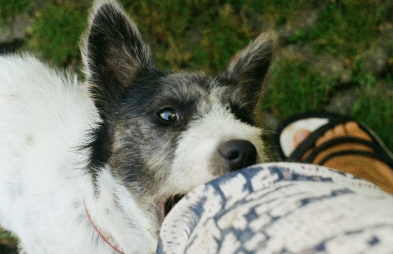 A grey and white terrier type holds an open mouth to the knee of the person holding the camera. The shot is looking down at their leg.