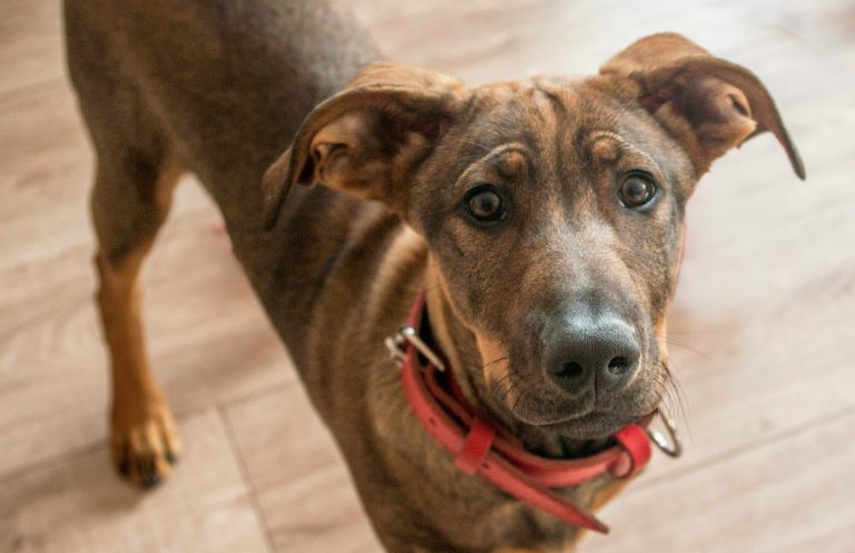 A young brown and tan mongrel with floppy ears and a furrowed brow looks at the camera.