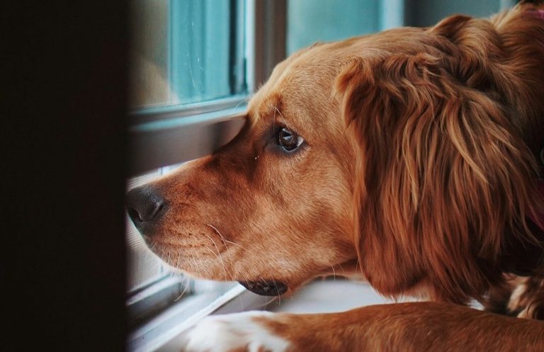 A red retriever type dog has it's chin resting on a windowsill inside the home with it's nose poking under a slightly open window.