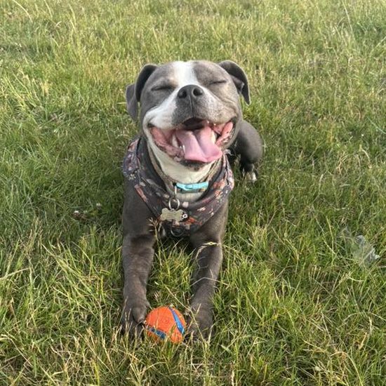 A young blue and white Staffordshire Bull Terrier lies on the grass with an orange ball between her paws and a big open floppy mouth.