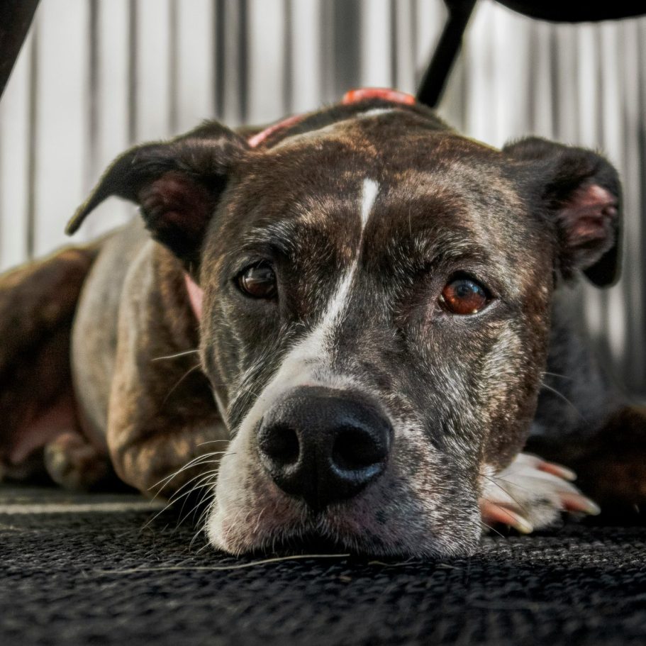 A brown brindle mongrel lies on the ground with it's head on it's front paw and looks at the camera.