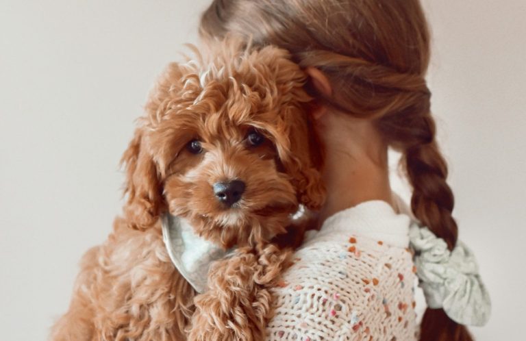 A fawn coloured Cavapoo type puppy is looking at the camera while being held by a child with long plaited hair who's face is covered by pup.